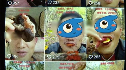 野生菌爆料视频播放,视频揭秘菌类世界奇观